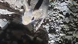 Tunceli'de nesli tükenme tehlikesi altında bulunan Arap tavşanı görüldü