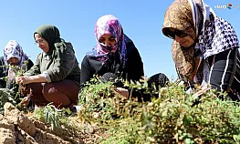 Elazığlı kadınlar atıl arazileri aromatik bitkilerle tarıma kazandırıyor
