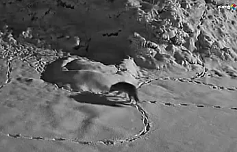 Aç kalan kurt mezraya indi: O anlar kameraya böyle yansıdı!