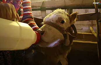 Elazığ'da yürek ısıtan hikaye: Öksüz buzağı Cömert ailesinin '4. çocuğu' oldu