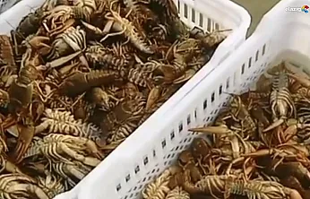 Keban Barajı'nda Kerevit Alarmı: Elazığlı Balıkçılar Endişeli