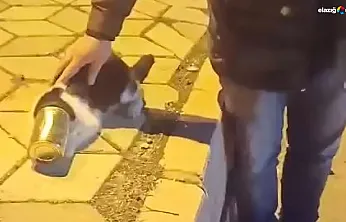 Vatandaşlar fark etti, felaketi önledi: Başı konserve kutusuna sıkışan kedi kurtarıldı