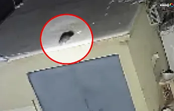 Baskil'de gece yarısı sürprizi: Damdaki gizemli misafir kamerada!