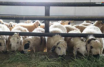 Elazığ'da Kırsal Kalkınmaya Örnek Proje: 120 Başlık Ağıla Devlet Desteği