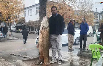 Palu'da sergilenen 60 kiloluk dev turnaya yoğun ilgi