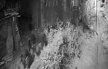 Aç Kalan Domuz Sürüsü Ev Bahçesine Girdi: O Anlar Görüntülere Yansıdı!