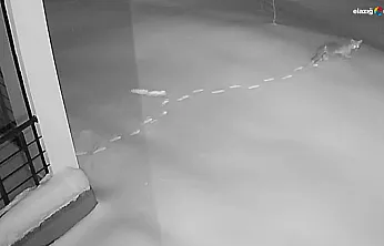 Köy meydanında yaban safarisi! Maden'de aç kalan hayvanlar kapıya dayandı