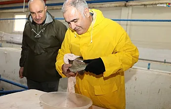 Elazığ'da su ürünleri üretimi tam gaz! Hedef 5 milyon yumurta