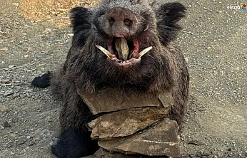 Çiftçilerin korkulu rüyasıydı: 200 kiloluk yaban domuzu avlandı