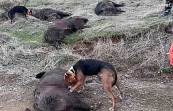 Baskil dağlarında 250 kiloluk yaban domuzu avlandı