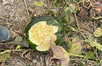 Elazığ'da Domuz Sürüsü Mahsulleri Talan Etti, Çiftçiler İsyanda!