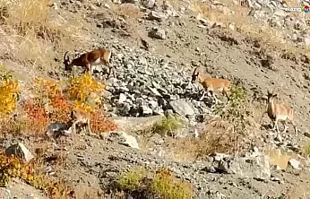 Koruma Altındaki Dağ Keçileri Palu'da Doğaya Renk Kattı