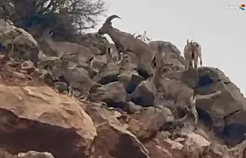 Palu'da Koruma Altındaki Dağ Keçileri Sürü Halinde Görüntülendi!