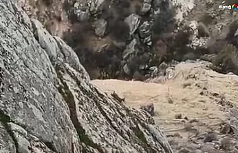 Doğaseverin objektifi Harput'un yaban hayatını kaydetti