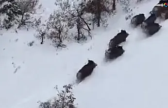 Karlar içinde koşan sürü dronu görünce ne yapacağını şaşırdı!