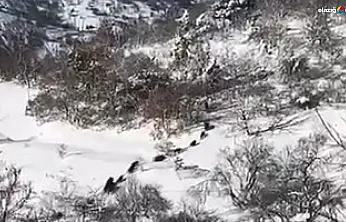 Baskil'in davetsiz misafirleri kamerada!