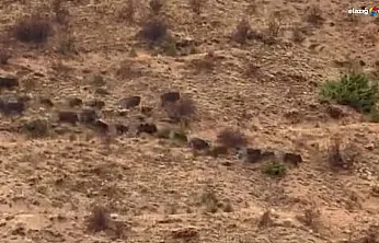 Baskil'de Yiyecek Arayan Domuzlar Kameraya Yakalandı!