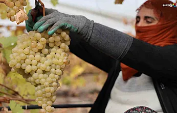Elazığ'ın Üzüm Başkenti Hoşköy'de Hasat Alarmı! Rekolte Dibe Vurdu!