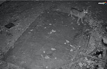 Elazığ'da Köy Sakinlerini Şaşırtan Misafir!