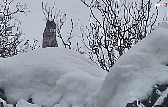 'Ormanın hayaleti' Karakoçan'da iz bıraktı