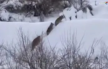 Beyaz örtüde sessiz av: Kurt sürüsünün mezra turu kameraya yansıdı