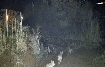 Sivrice Kürk Köyü'nde kurt paniği