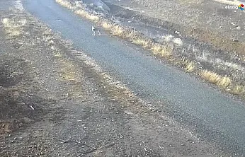 Elazığ'da yaban hayatı kar engeline takıldı: Kurt mezraya indi