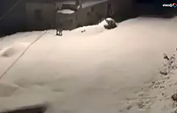 Kapının önünden sessizce geçtiler! Baskil'de vaşakların gece gezintisi kamerada