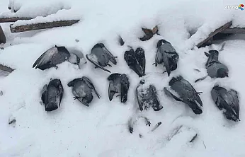 Elazığ buz kesti, kanatlar dondu: Köylüler sabah bu manzarayla uyandı