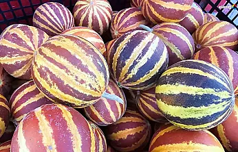 Elazığ'da Şamama Kavunu Pazar Tezgahlarında!