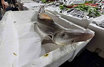 Derin Sulardan Elazığ'a! Kapalı Çarşı'da Köpek Balığı Sürprizi