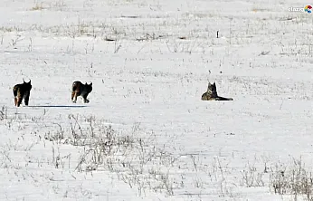 Kırmızı listede yer alıyorlardı! Karakoçan'da görüntülendi: İşte vaşakların kar keyfi