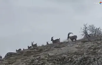 Doğanın sessiz misafirleri tarihi Harput'ta görüntülendi