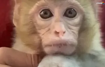 İhbar doğrulandı, yavru maymun güvenli alana taşındı