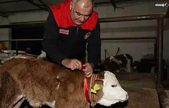 Elazığ'da yılın ilk buzağısına 'Bereket' adı verildi