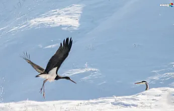 Karakoçan'da doğa sürprizi: Göç trenini kaçıran kara leylekler karda mahsur kaldı!