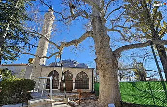 Harput'ta asırlara direnen çınar zamana meydan okuyor