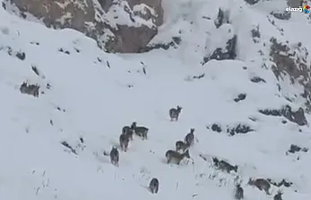 Palu'nun 'Zirve Sakinleri' şehre indi!