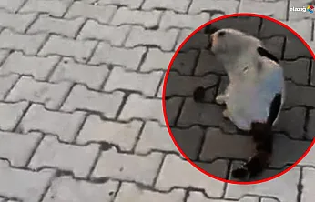 Kedi Fareyi Yakaladı, Sonra Oyun Oynadı! İşte Kameraya Yansıyan Kedi-Fare Oyunu