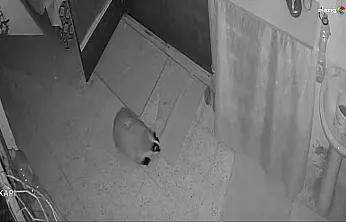 Köy evinde porsuk sorunu alarmla çözüldü