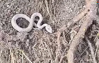 Soğuğa meydan okuyan yılan! Palu kırsalında ezber bozan görüntüler