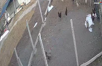 Tavuğu kapan tilki kameradan kaçamadı!