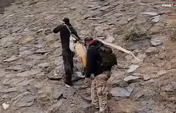 Dev turnayı taşımak için çam sırığı kullandılar