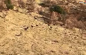 Nesli Tükenme Tehlikesi Altındaki Dağ Keçileri Kameraya Yansıdı!