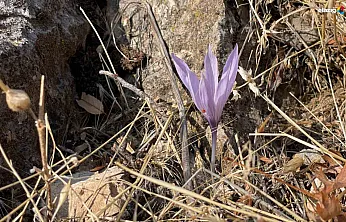 Fotoğrafçılar ve Doğa Tutkunları için Elazığ Ölbe Vadisi'nde Çiğdem Şöleni