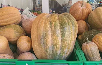 Elazığ Palu'da Ata Tohumuyla Yetişen Kabaklar Pazarın Gözdesi Oldu!