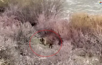 Palu'da Murat Nehri Kıyısında Şaşırtan Karşılaşma: Balıkçı, Anne Ayı ve Yavrusunu Gördü!