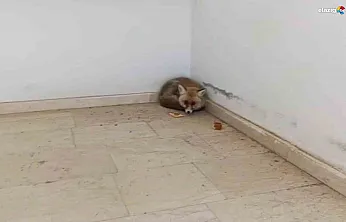 Palu'da ders arası misafir: Okul koridorunda tilki sürprizi!