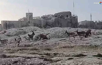 Sabah Saatlerinde Harput'ta Sürpriz Misafirler Kamerada!