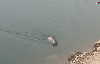 Sarp kayalıkları bıraktı, serin sulara atladı! İşte dağ keçisinin ezber bozan görüntüsü